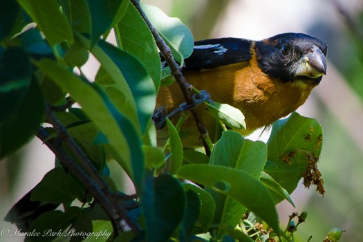 Black-Headed Grosbeak, Birds, Nature, Photography, Nikon