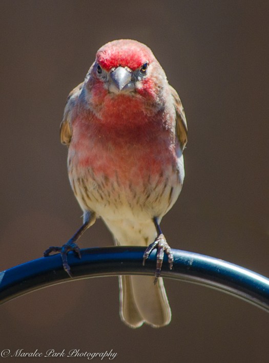 House Finch