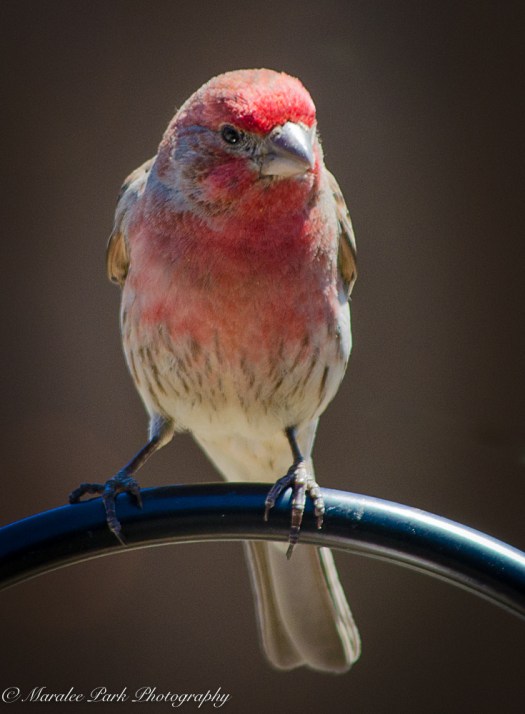 House Finch