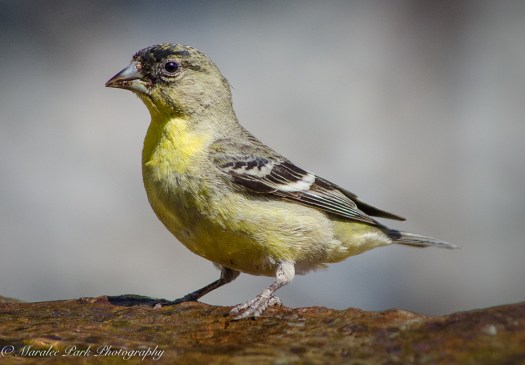 Lesser Goldfinch, Bird, Nature, Animals