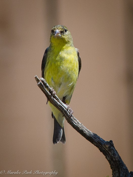 Lesser Goldfinch, Bird, Nature, Animals
