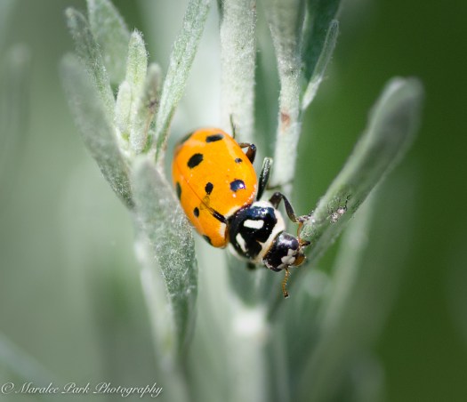 Ladybug, Insect, Nature