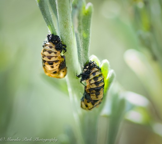 Ladybug Pupa