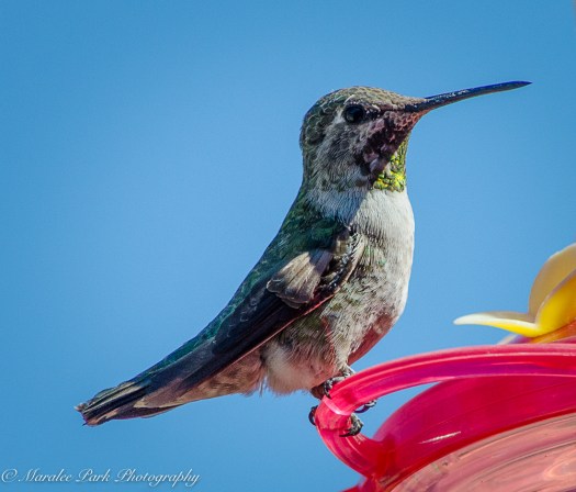 Hummingbird, flight, bird