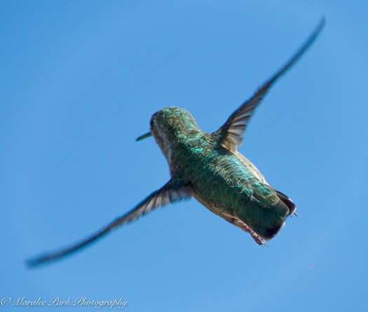 Hummingbird, flight, bird