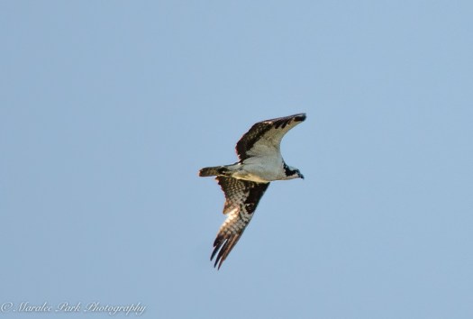 Osprey in flight