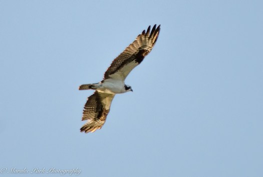 Osprey in flight