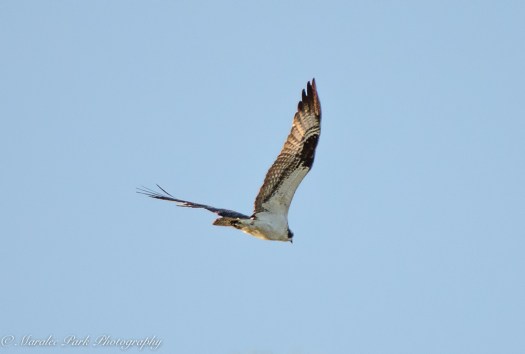 Osprey in flight