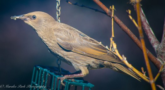Brown-Headed Cowbird?