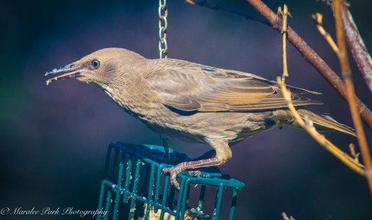 Brown-Headed Cowbird?