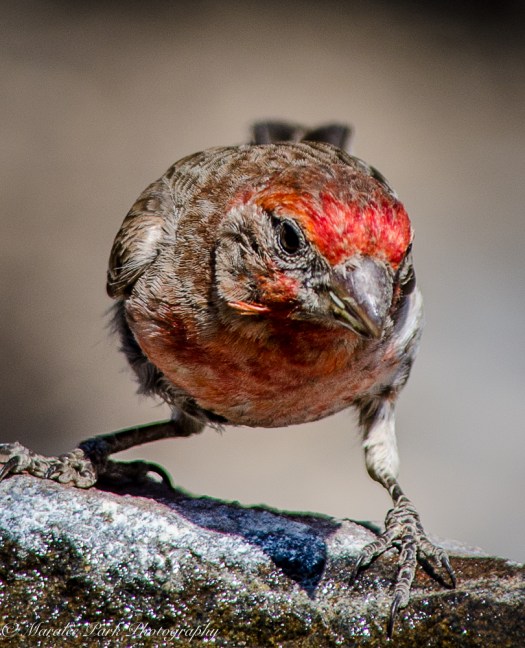 House Finch