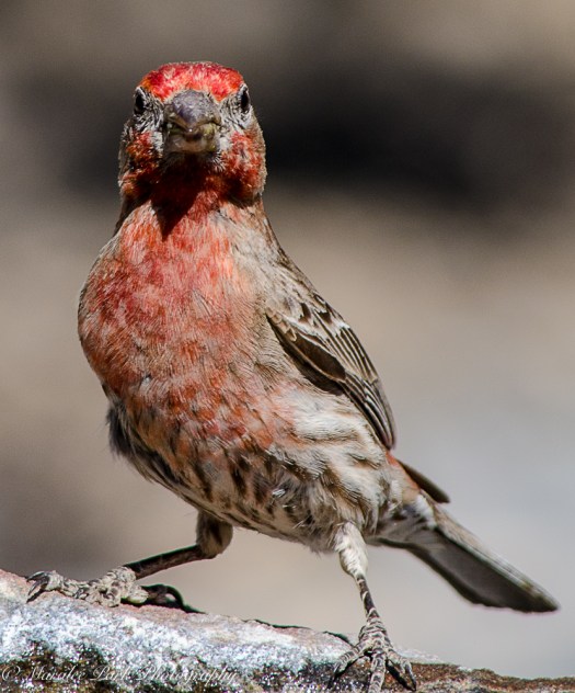 House Finch