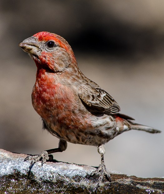 House Finch