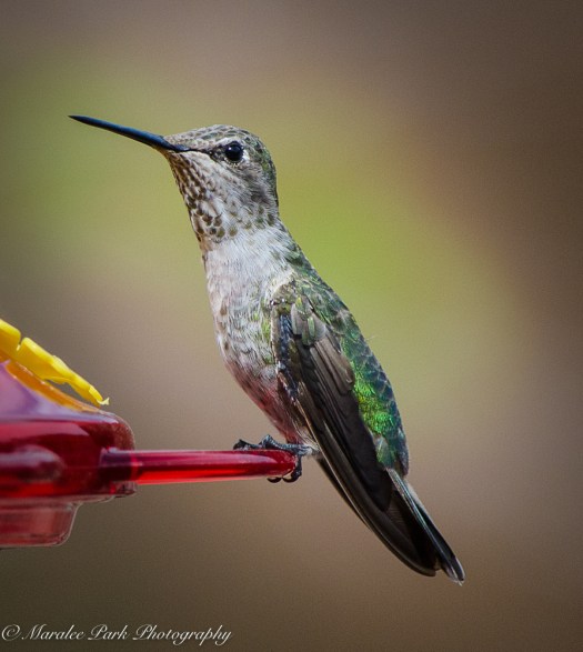 Hummingbird at the feeder