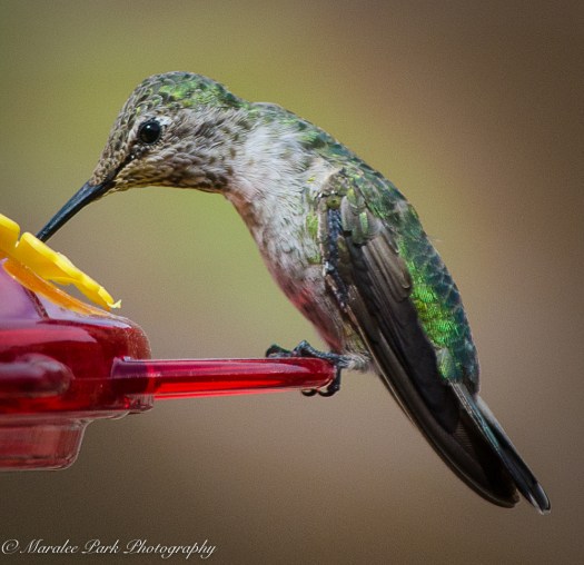 Hummingbird at the feeder
