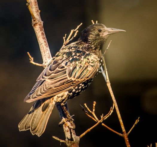 Starling