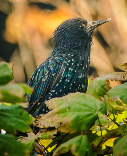Starling