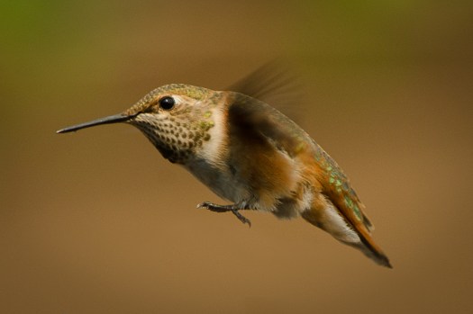 Rufous Hummingbird