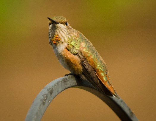 Rufous Hummingbird