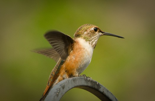 Rufous Hummingbird