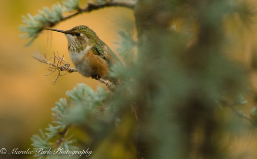 Hummingbird at Rest