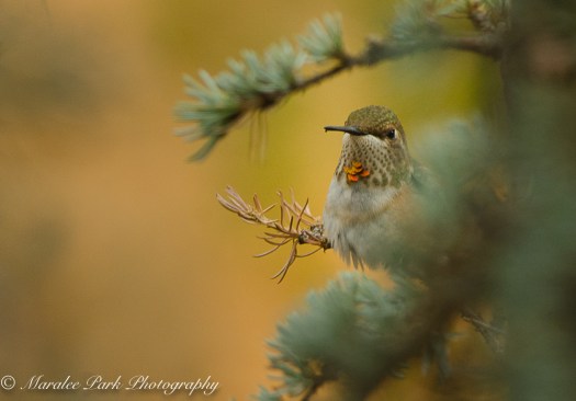 Hummingbird at Rest