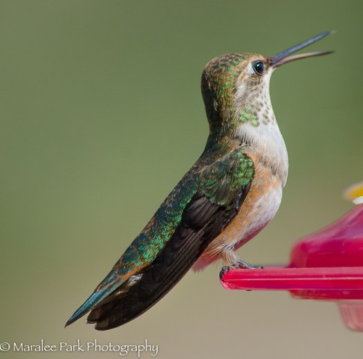 Hummingbird Chatting