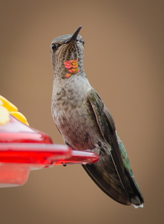 Hummingbird at Feeder