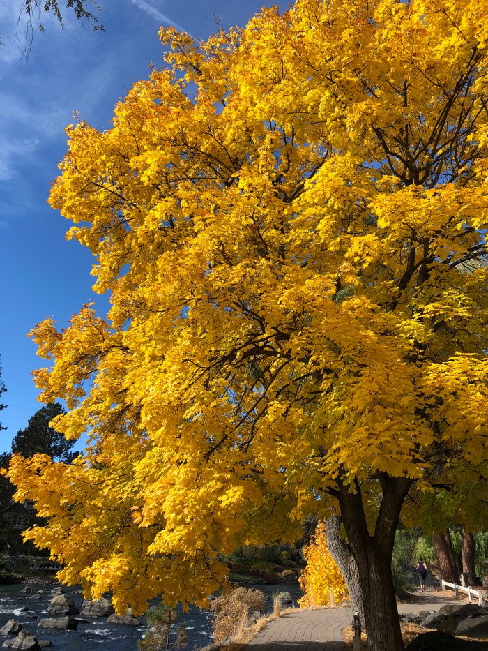 Maple Tree in Autumn
