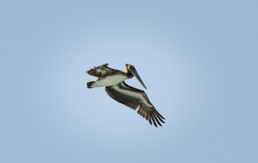 A single pelican. This was the closest I could get.