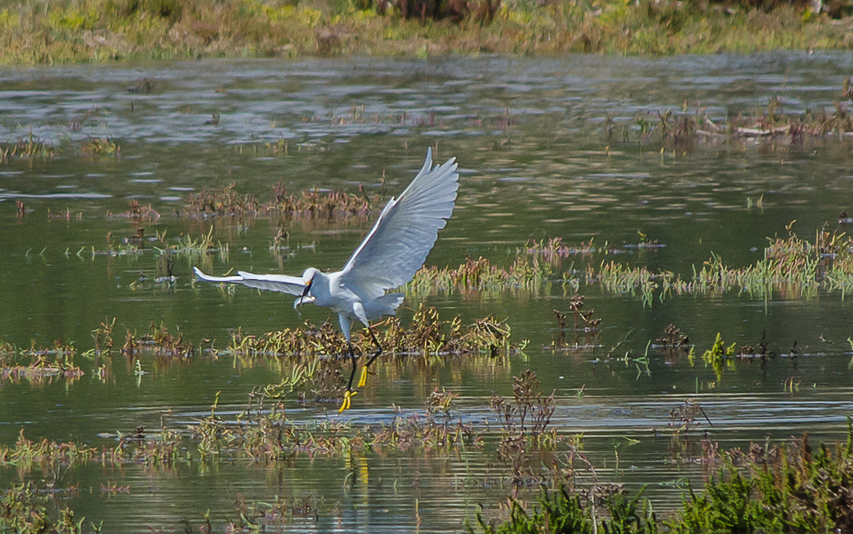 Snowy Egret Fishing