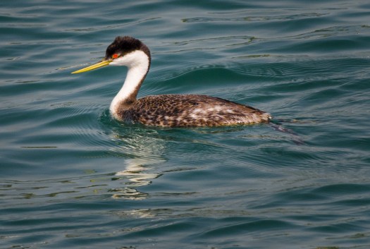 Western Grebe