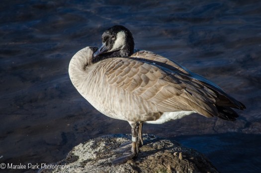 This looks a little more natural