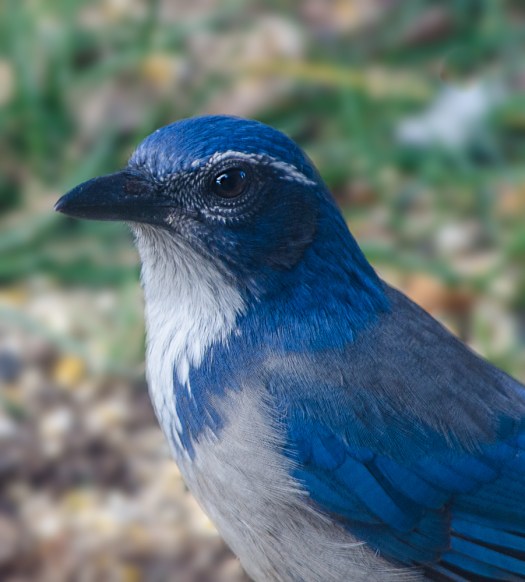 Scrub Jay