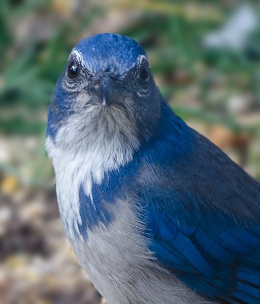 Scrub Jay