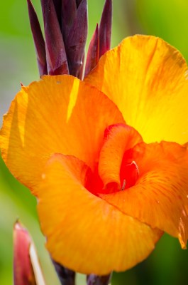 Flower in Joan of Arc Garden