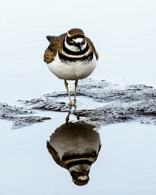 Killdeer