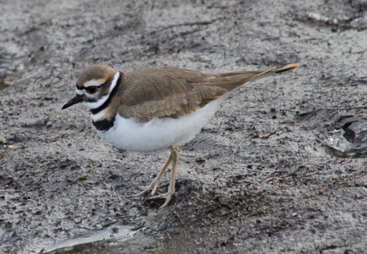Killdeer