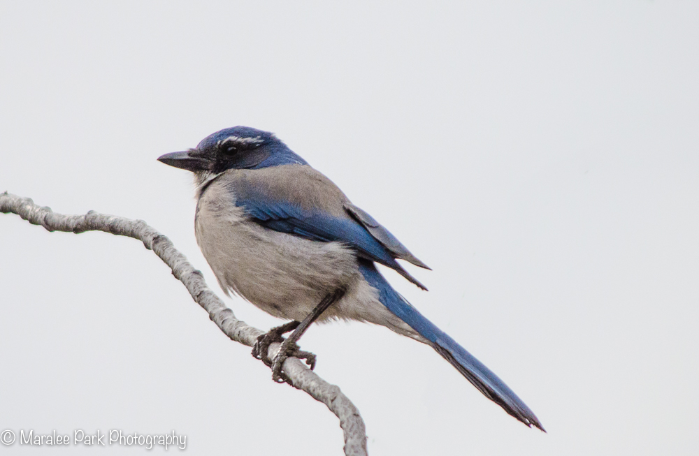 Scrub Jay