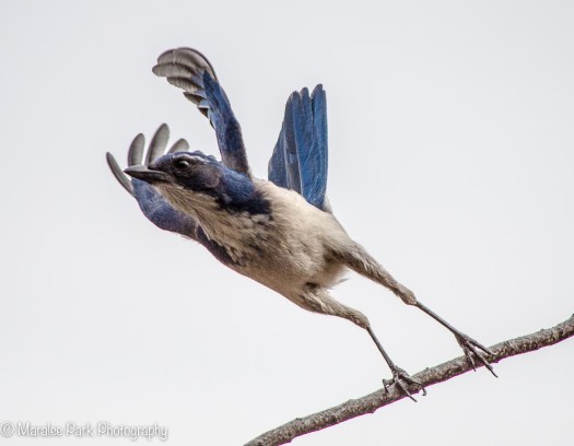 Scrub Jay