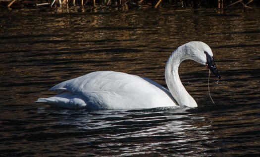 Swan