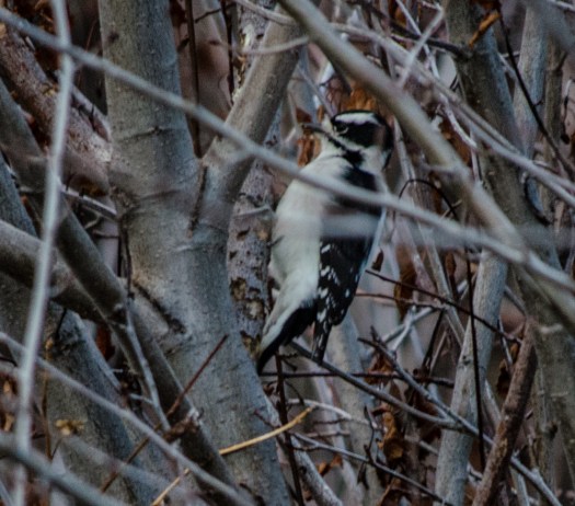 Downy Woodpecker