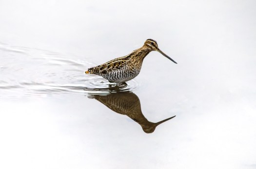 Wilson's Snipe
