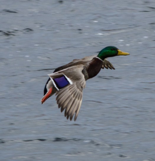 Duck coming in for a landing