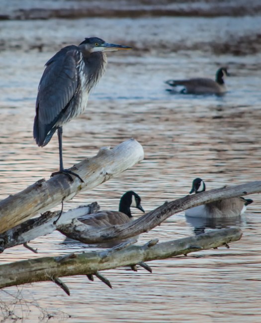 Great Blue Heron and Geese