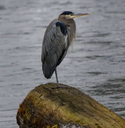 Great Blue Heron sitting on a log