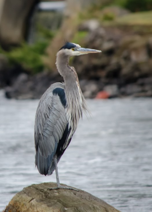 Great Blue Heron sitting on a log