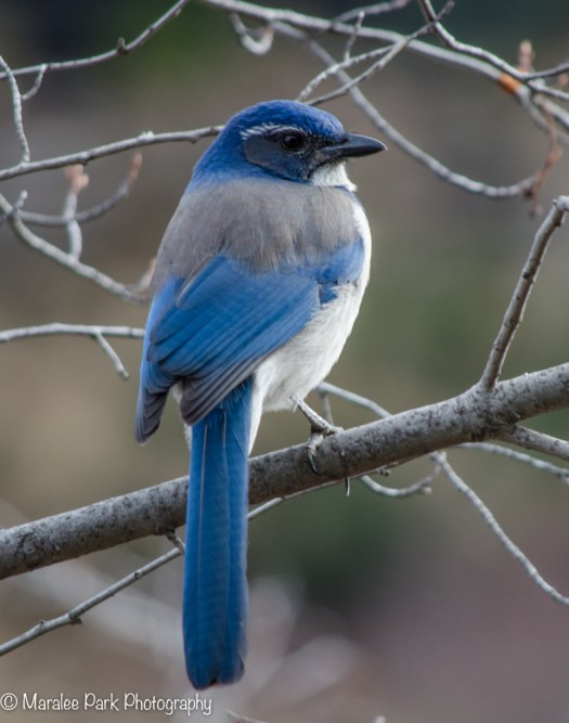 Scrub Jay