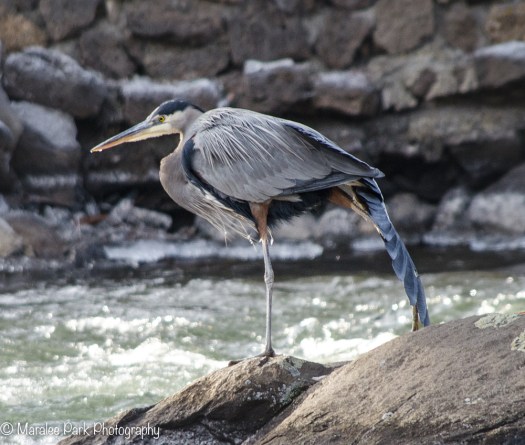Great Blue Heron