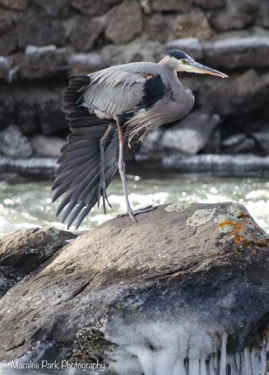 Great Blue Heron